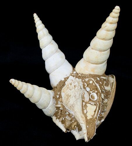 Fossil Gastropod (Haustator) Cluster - Damery, France #12313